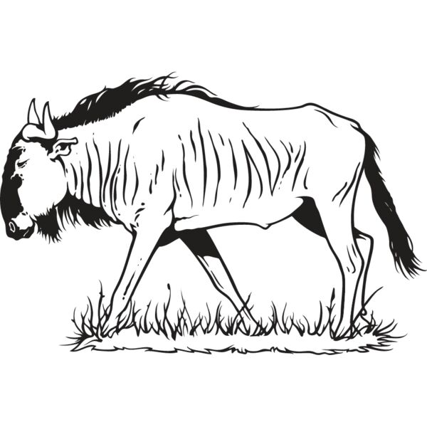 Wildebeest Thumbnail