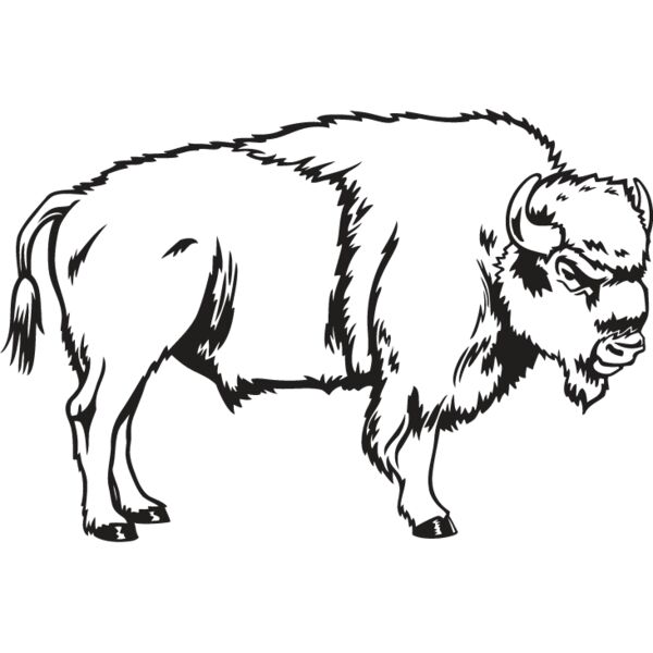 Bison Thumbnail