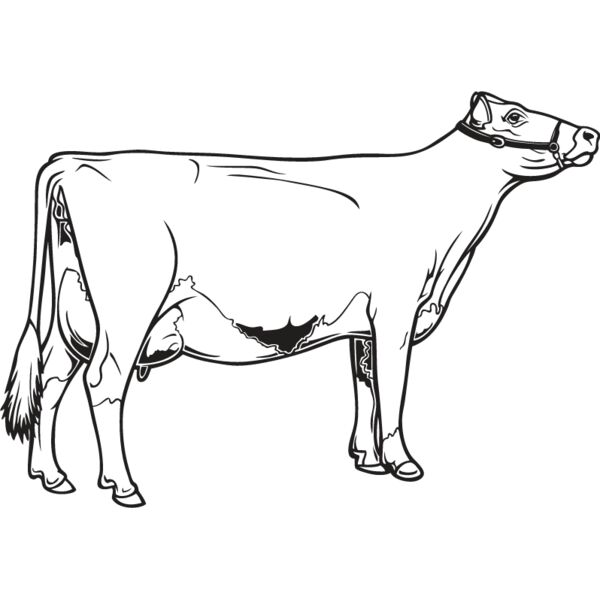 Cow4 Thumbnail
