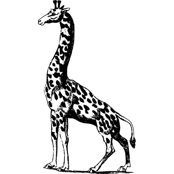 Giraffe4 Thumbnail