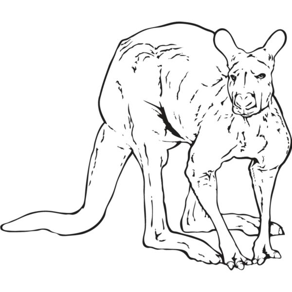 Kangaroo1 Thumbnail