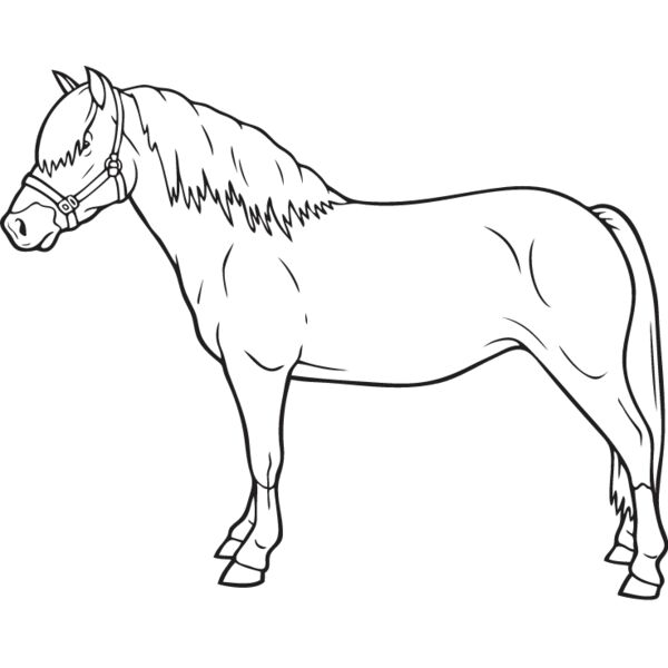 Horse9 Thumbnail