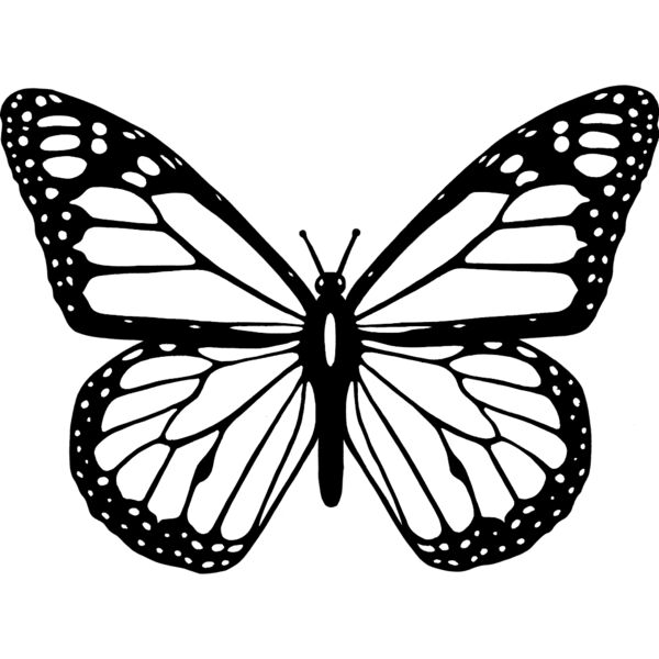 Butterfly2 Thumbnail