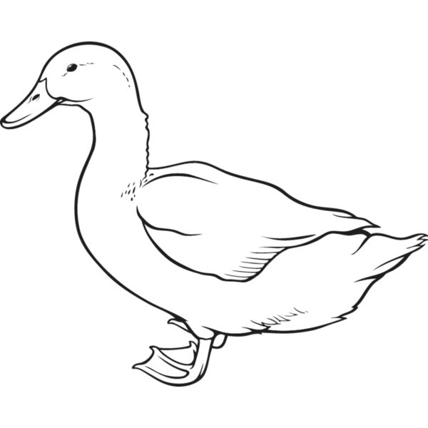 Duck4 Thumbnail