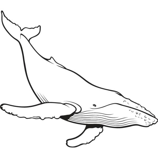 Humpback Whale Thumbnail