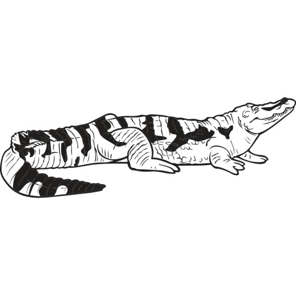 Crocodile1 Thumbnail