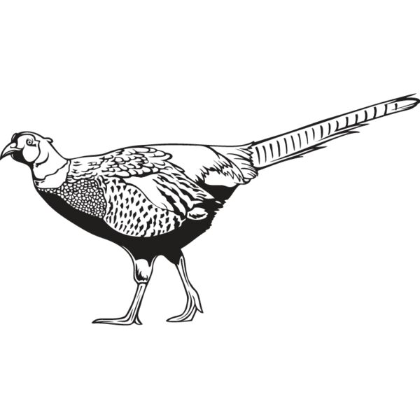 Pheasant Thumbnail