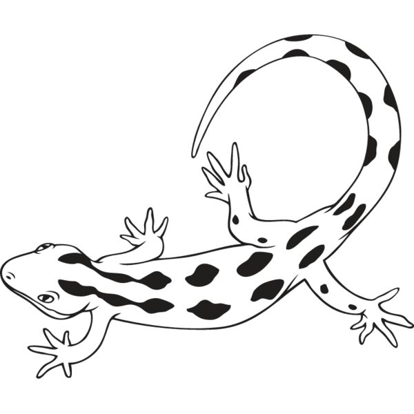 Gecko1 Thumbnail