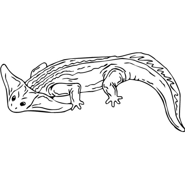 Diplocaulus Thumbnail