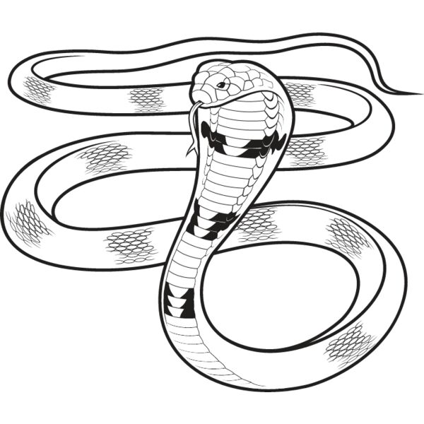 Cobra Snake Thumbnail