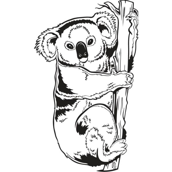 Koala Bear Thumbnail