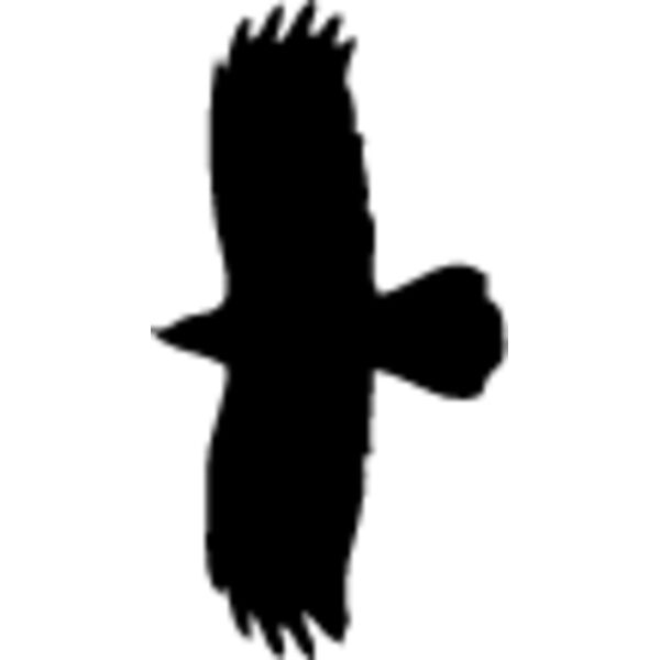Flying Eagle Silhouette3 Thumbnail