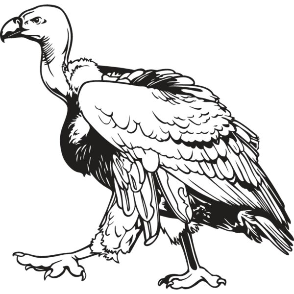 Vulture Thumbnail