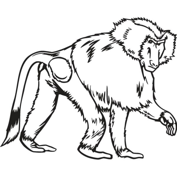 Baboon Thumbnail