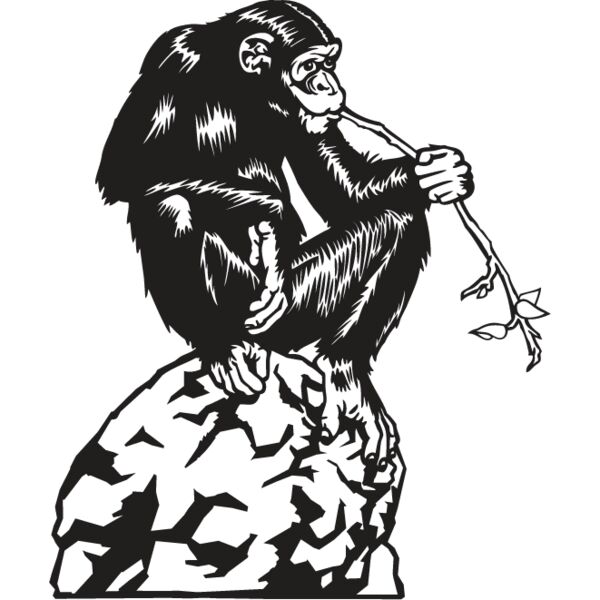 Chimpanzee Thumbnail