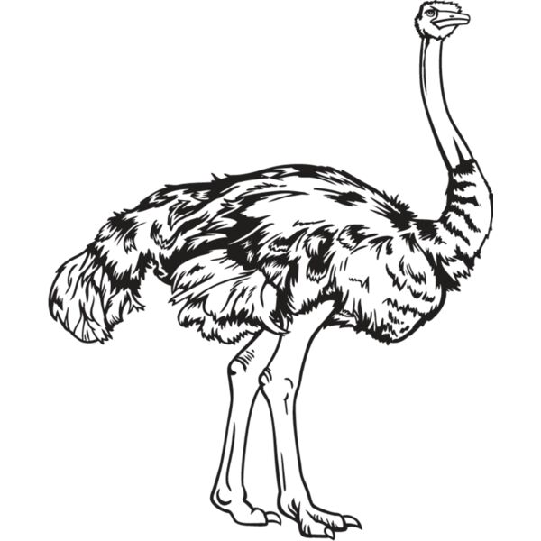 Ostrich Thumbnail