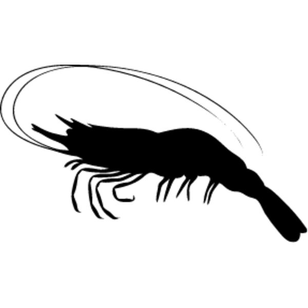 Shrimp2 Thumbnail