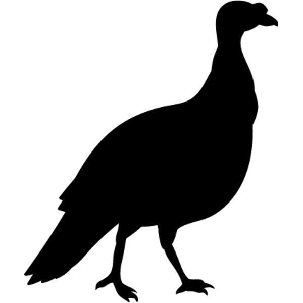 Wild Turkey2 Thumbnail