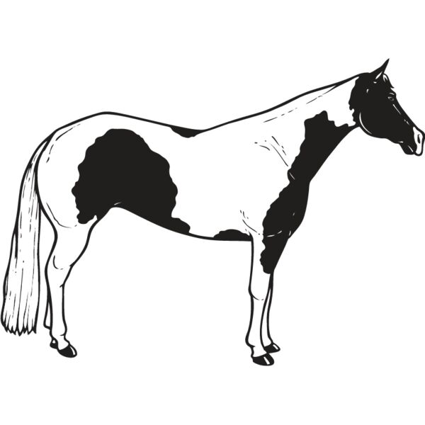 Horse11 Thumbnail