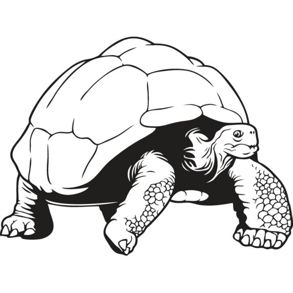 Tortoise2 Thumbnail