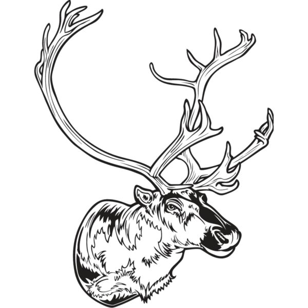 Caribou1 Thumbnail