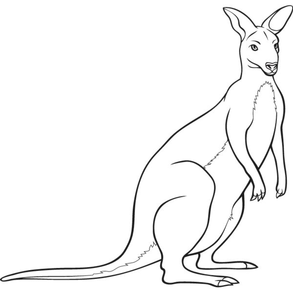 Wallaby Thumbnail