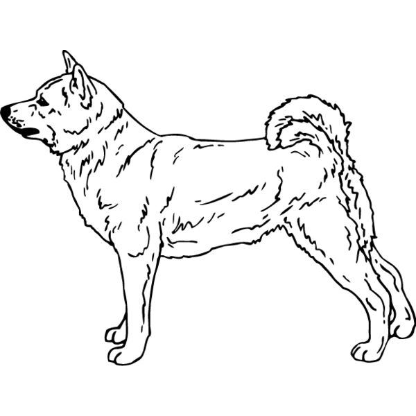 Shiba Inu1 Thumbnail