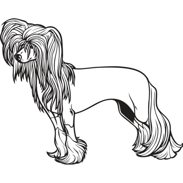 Chinese Crested1 Thumbnail