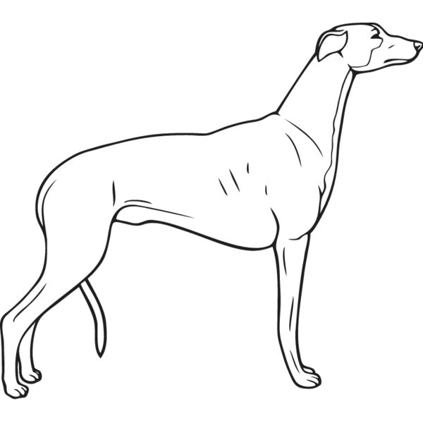 Greyhound2 Thumbnail