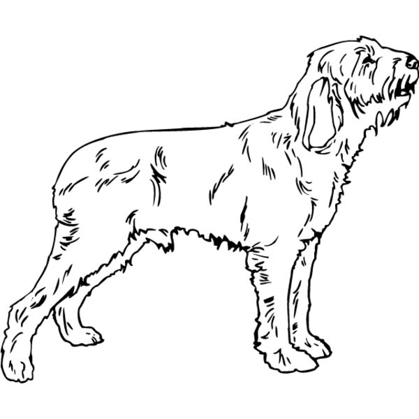 Spinone Italiano Thumbnail