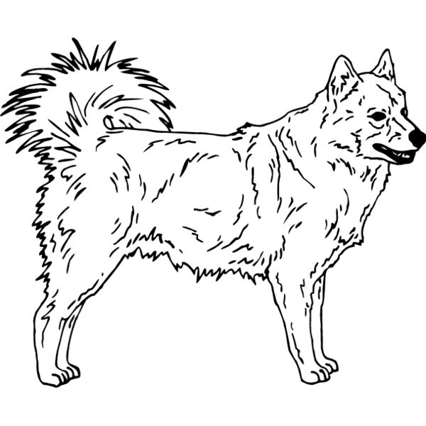 Finnish Lapphund Thumbnail
