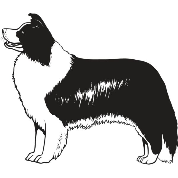 Border Collie3 Thumbnail