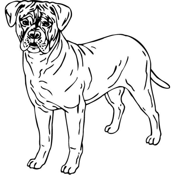 Bull Mastiff1 Thumbnail