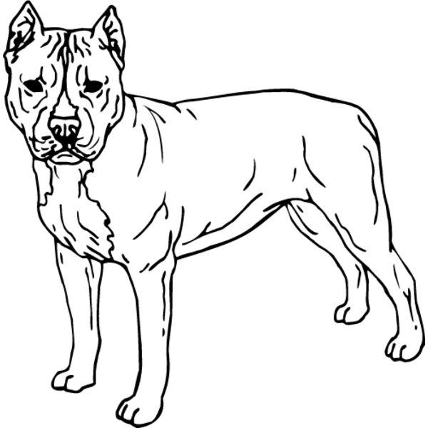 Staffordshire Bull Terrier3 Thumbnail
