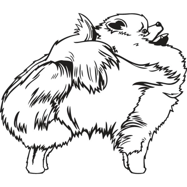 Pomeranian3 Thumbnail