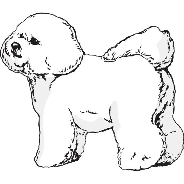 Bichon Frise1 Thumbnail