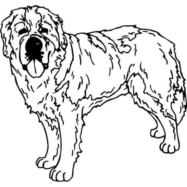 Saint Bernard Thumbnail