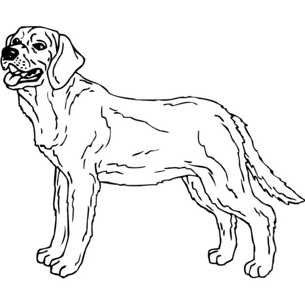 Labrador Retriever4 Thumbnail
