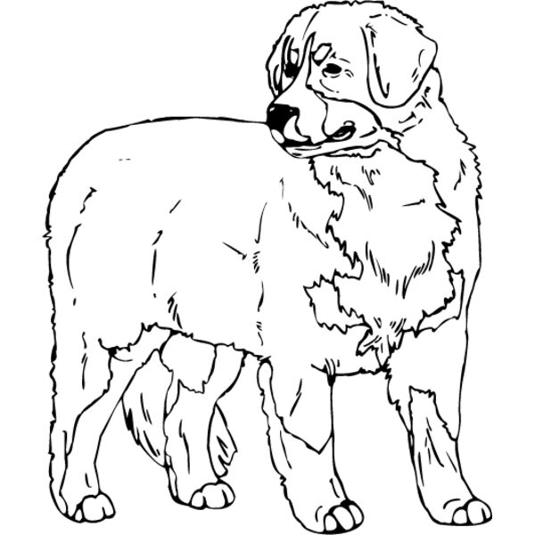 Bernese Mountain Dog1 Thumbnail