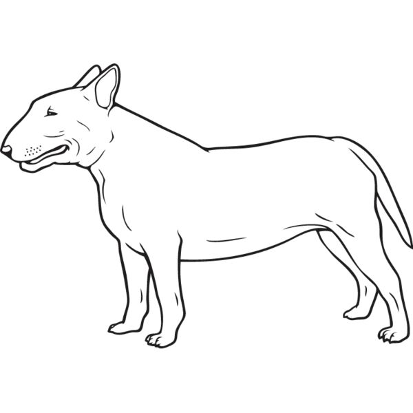 Bull Terrier2 Thumbnail