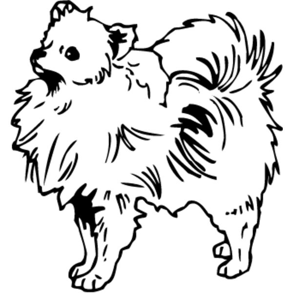 Pomeranian2 Thumbnail
