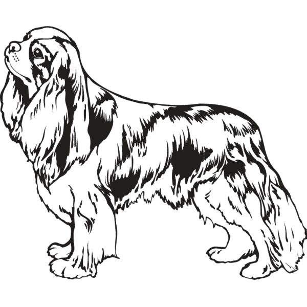 King Charles Spaniel2 Thumbnail