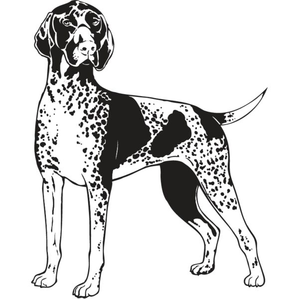 Shorthaired Pointer1 Thumbnail
