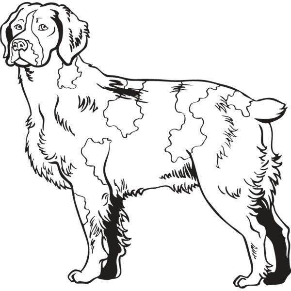 Brittany Spaniel2 Thumbnail