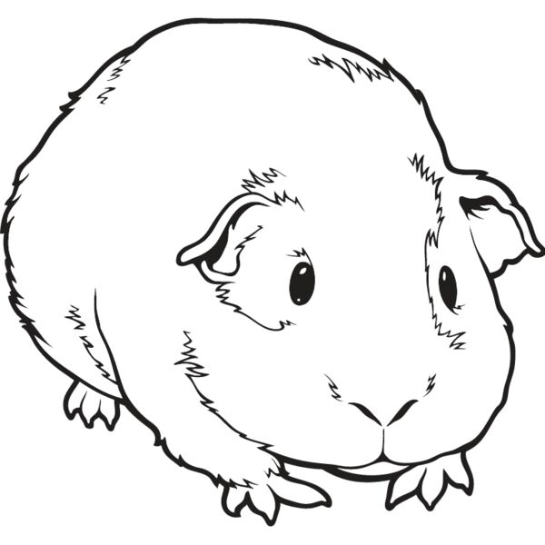 Guinea Pig Thumbnail