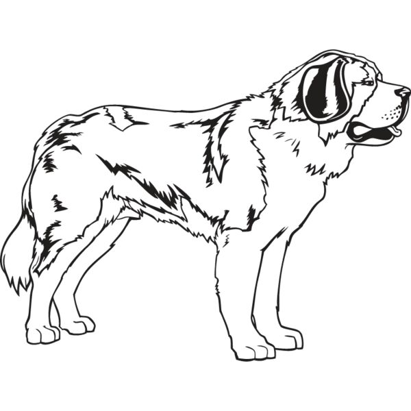 St  Bernard Thumbnail