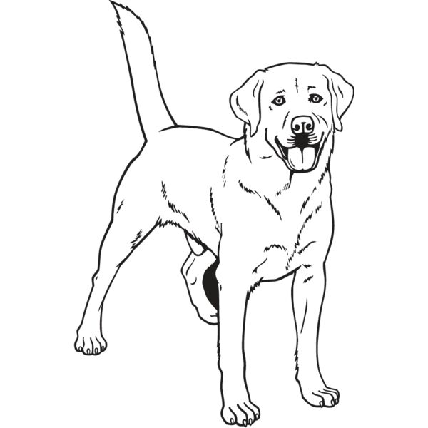 Labrador Retriever2 Thumbnail