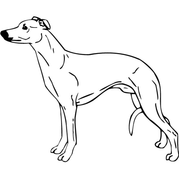 Whippet3 Thumbnail