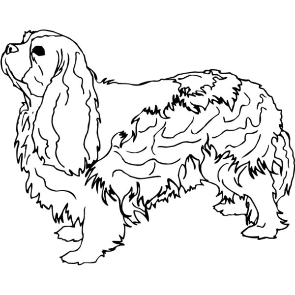King Charles Spaniel1 Thumbnail