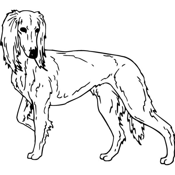 Saluki Thumbnail
